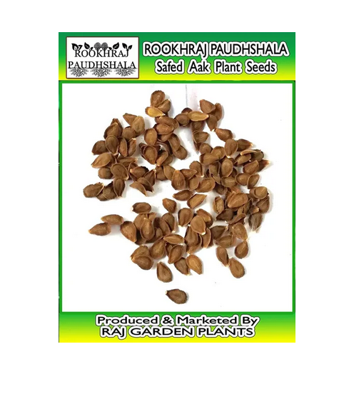 Safed Aak Seeds, Packaging Type: Packet, Packaging Size: 1 Kg