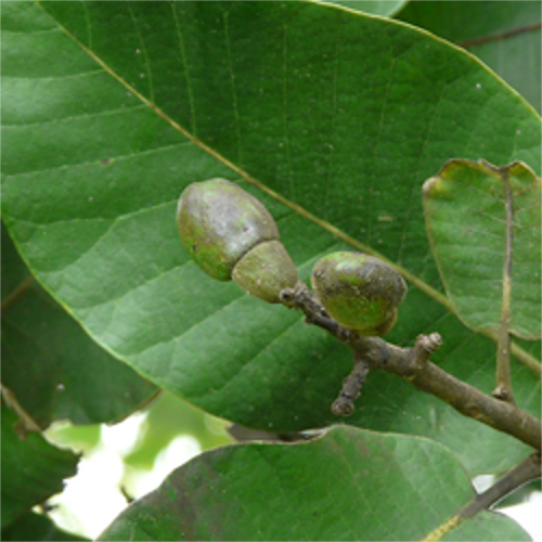Semecarpus Anacardium, Packaging Type: PP Bag, Packaging Size: 50 Kg