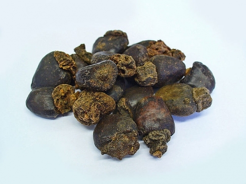 Semecarpus Anacardium