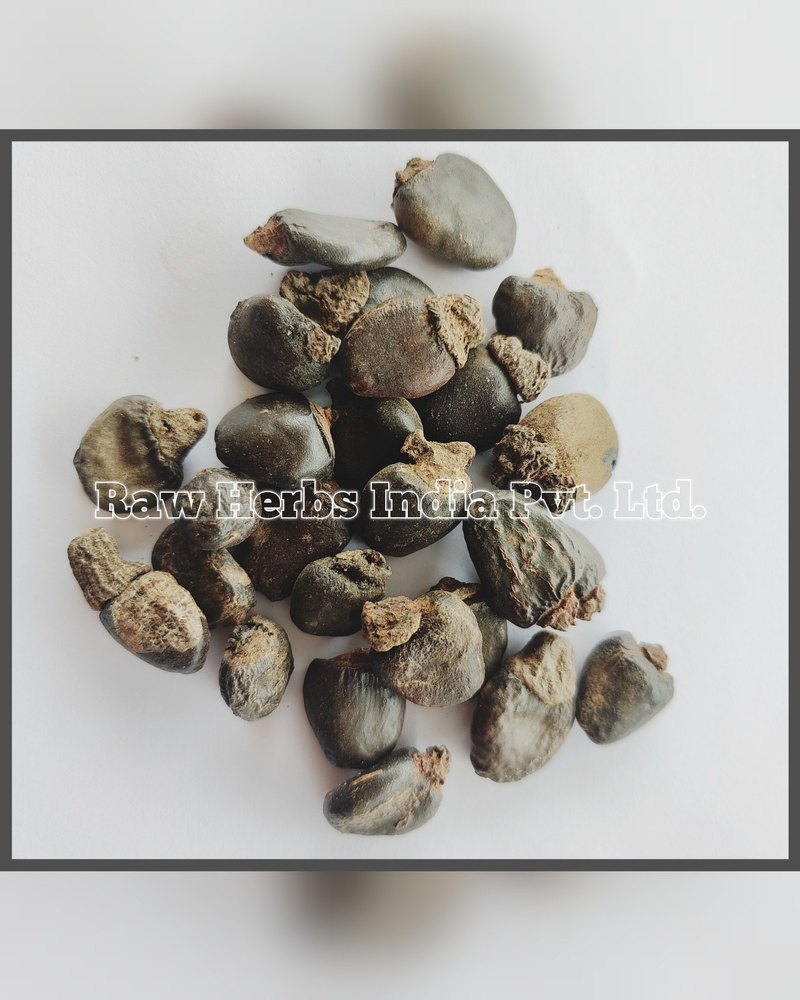 BHILAWA SEEDS - MARKING NUT, Packaging Type: Plastic Bag