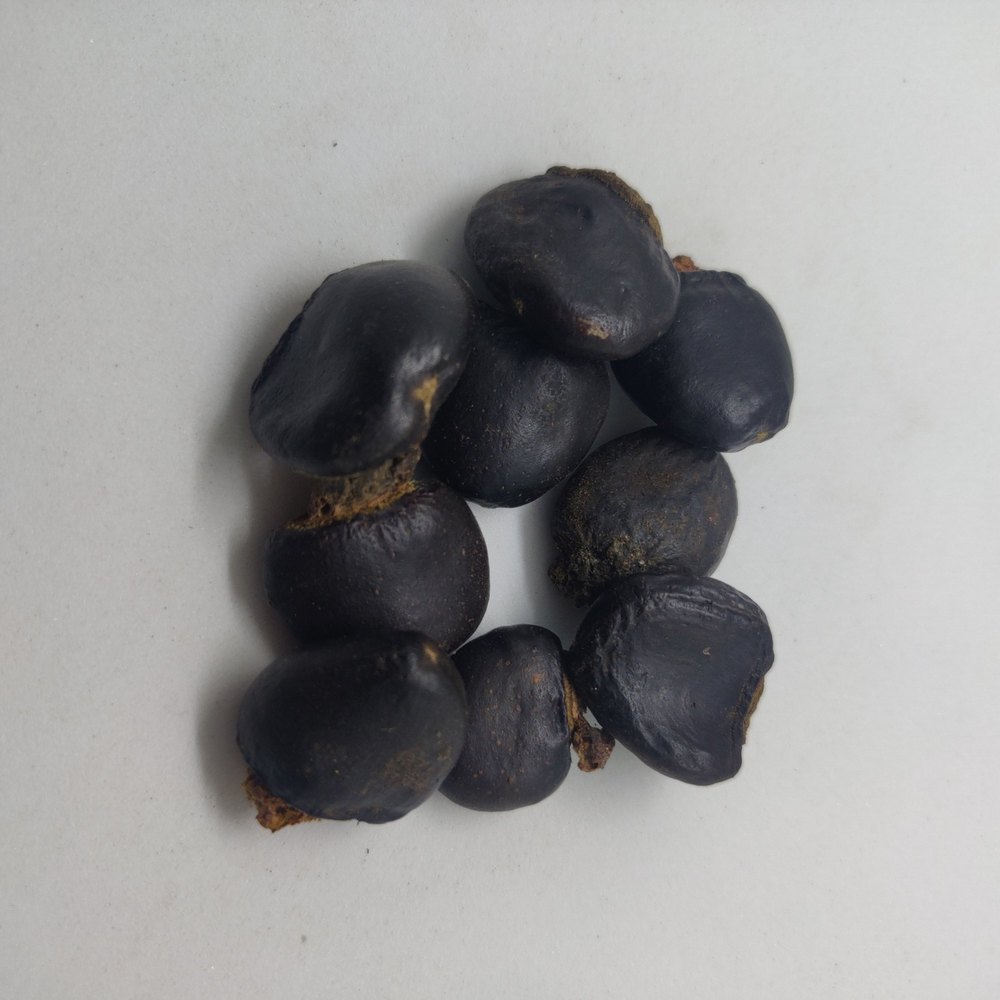 Bhilawa Seeds, Packaging Type: PP Bag, Packaging Size: 10kg