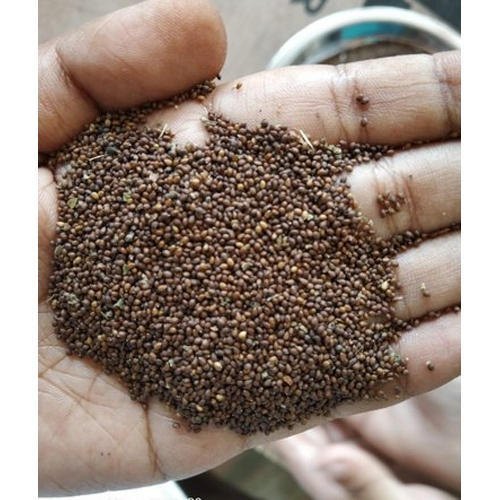 Brown Rama Tulsi Seed , Ocimum Tenuiflorum L., Seeds