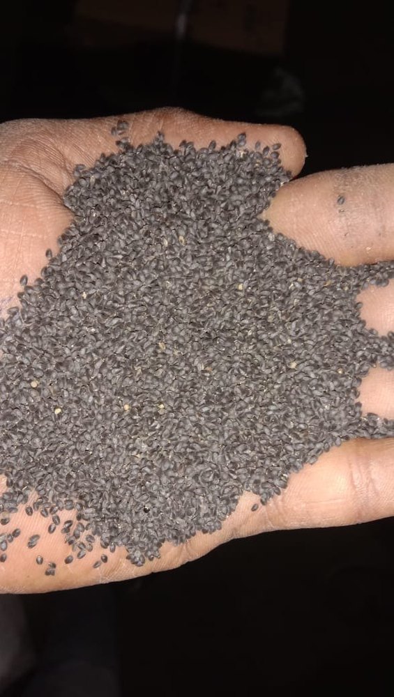 Dried Tukmariya Seed, Packaging Type: Gunny Bag, Packaging Size: 1 Kg