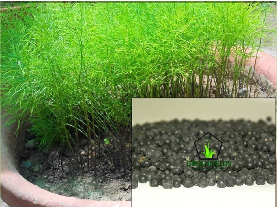 Natural Shatavari Medicinal Seed, 5 Kg., For Medicinal Use