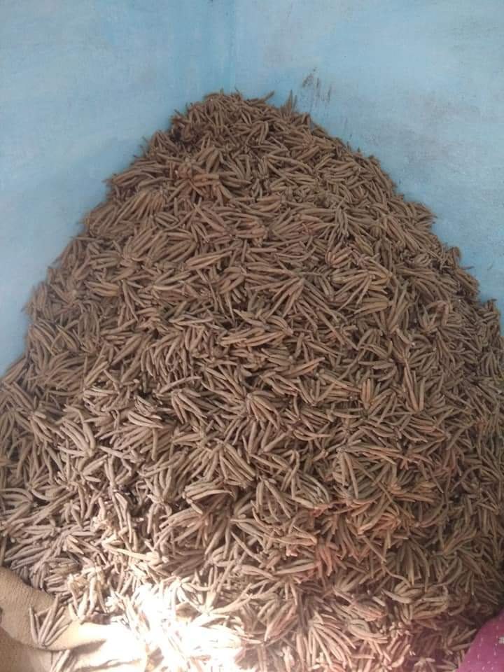 Brown Safed Musli Fresh Seeds