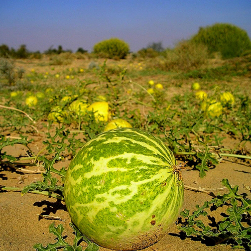 Citrullus Colocynthis seed