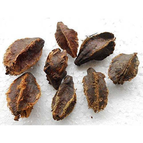 Terminalia Arjuna Seed, For Ayurveda, Packaging Size: 3 kg