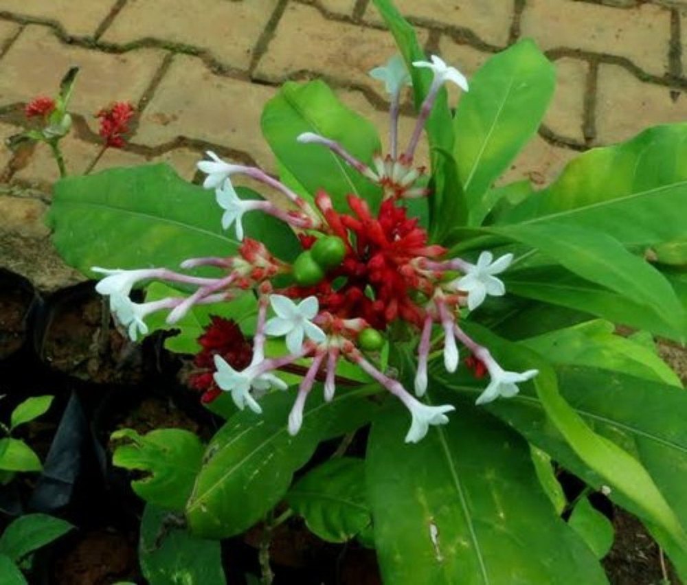 Rauvolfia serpentina Sarpagandha Seed, Packaging Type: Loose, Packaging Size: 5 Kg