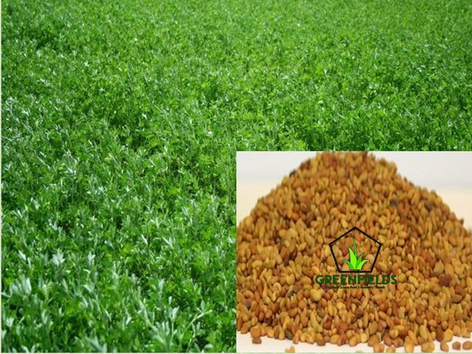 Natural 90% Alfalfa Grass Seed, Pack Size: 5kg, For Grass Seeds Animal Feed