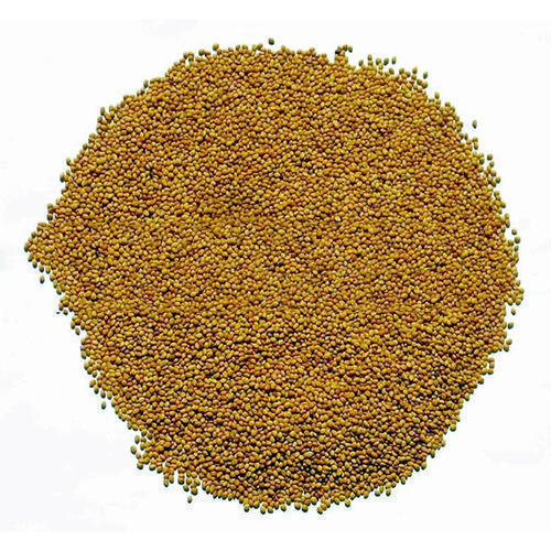 Natural Alfa Alfa Seeds Lucerene Seeds, For Agriculture, Packaging Type: Bag