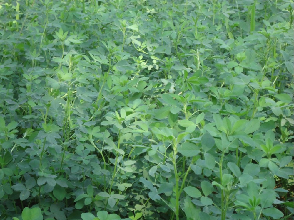 Natural Lucerne Grass Seed, For Herbs, Packaging Size: 20 kg