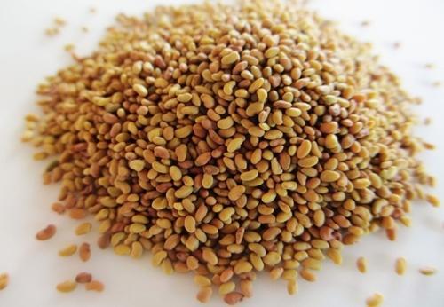 ROYAL Alfalfa Grass seed, for FEED