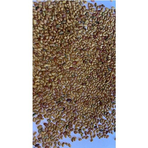 99 % Lucerne alfa alfa Medica sativa Seeds, Packaging Type: HDPE Bag, Packaging Size: 1 Kg