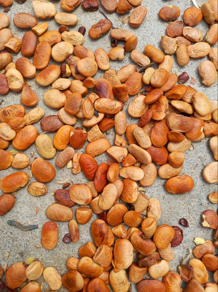 Organic Lucerne Seeds, For Plantation, Packaging Type: Loose