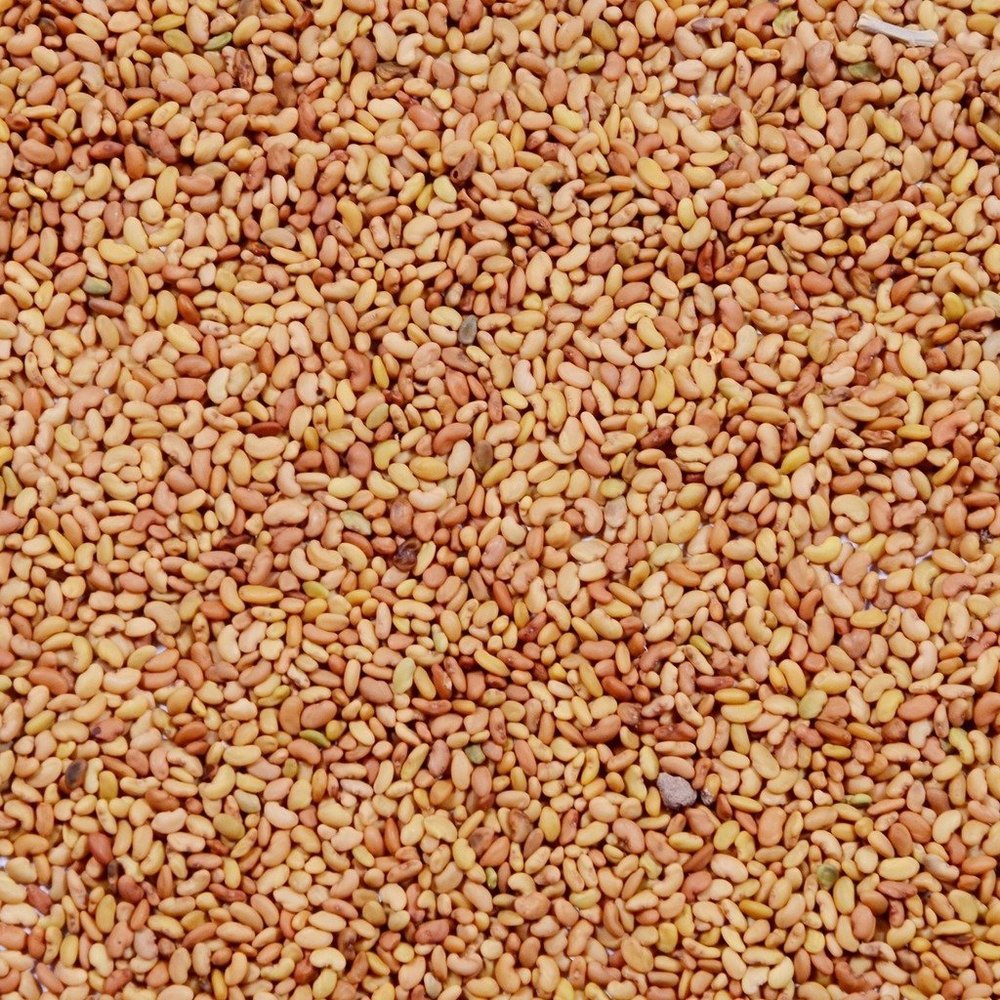 Lucerne Alfaalfa Seeds, For Agriculture, Packaging Type: Loose
