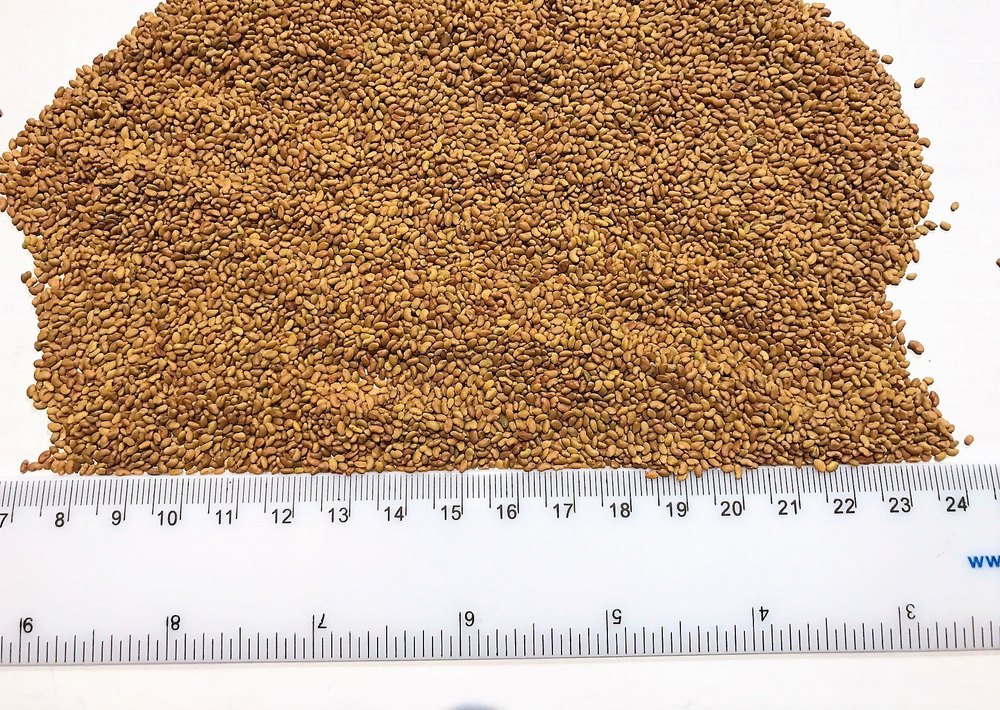 Dried Alfalfa Seeds, For Agriculture, Packaging Type: Loose