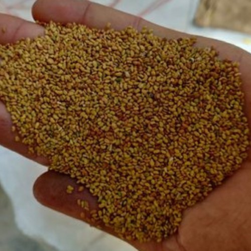 Dried Alfalfa Seeds, Packaging Type: PP Bag, Packaging Size: Available in 20 Kg, 50 Kg