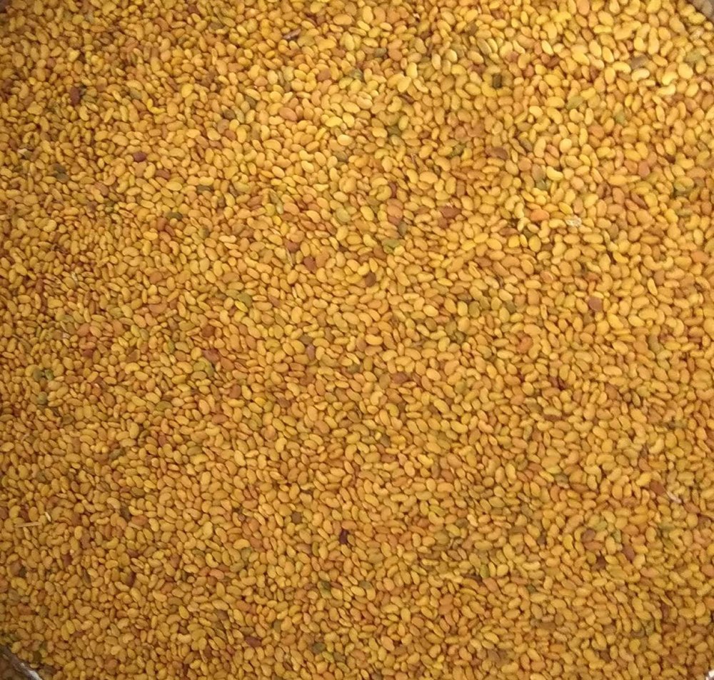 Dried Alfalfa Seeds, For Agriculture, Packaging Type: Jute Bag