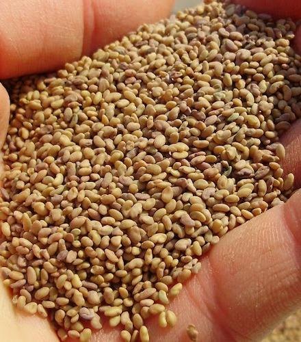 Pure Crop Lucerne Seeds, For Agriculture, Pack Type: Pp Bag