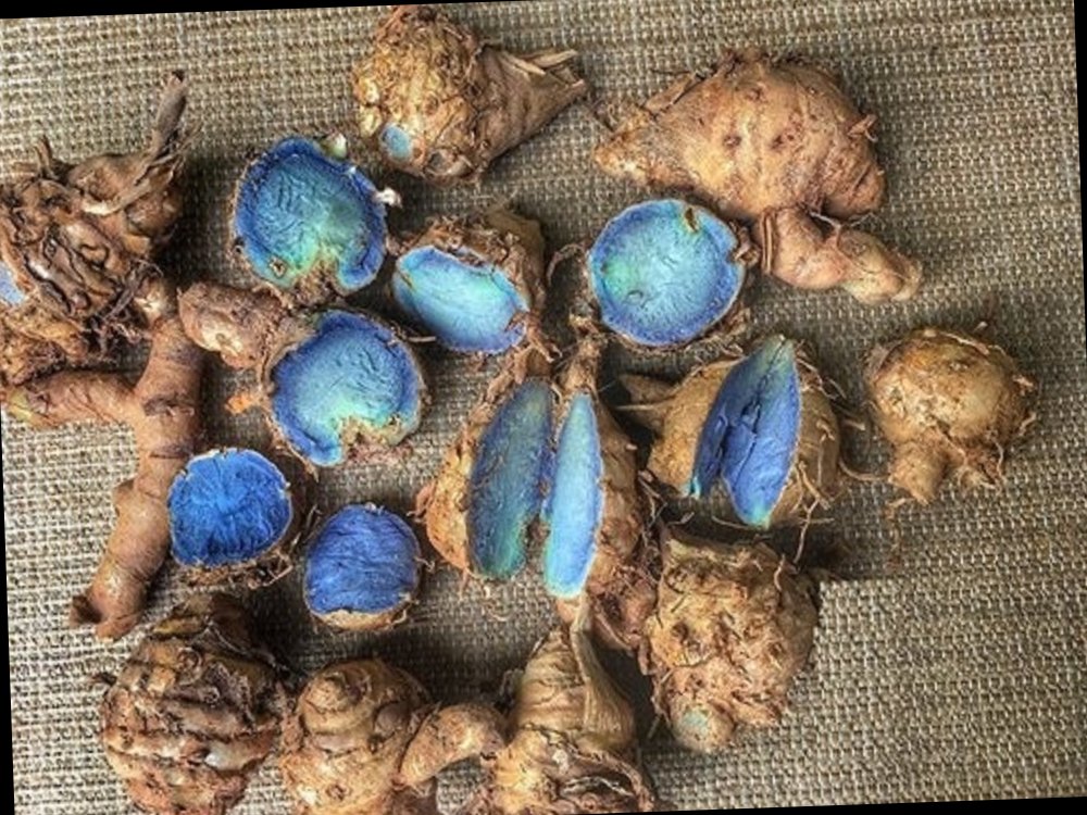 Black Turmeric Seed, For Agriculture, Packaging Type: Loose