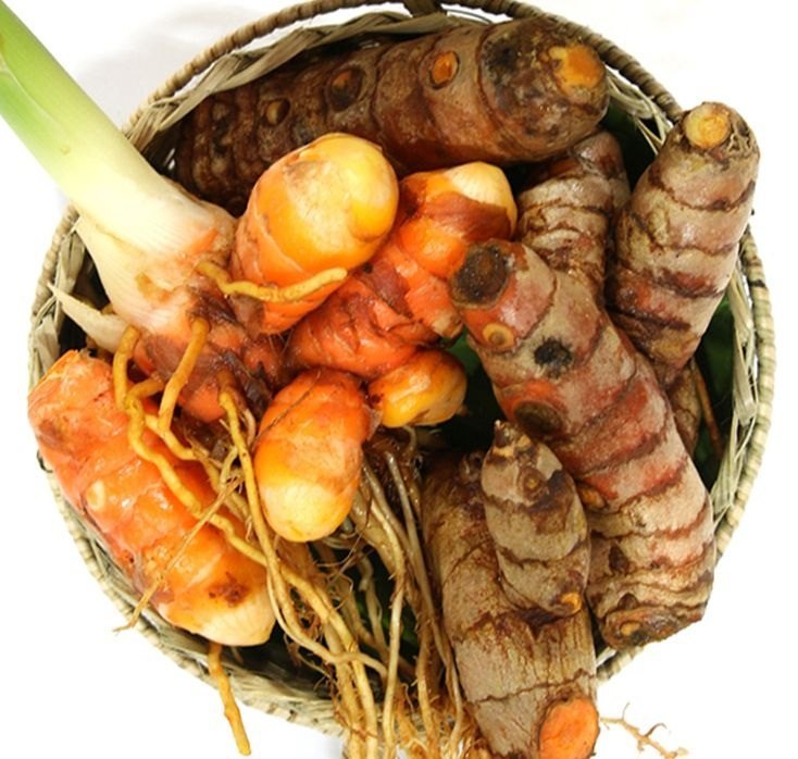 Luckadong Turmeric seed