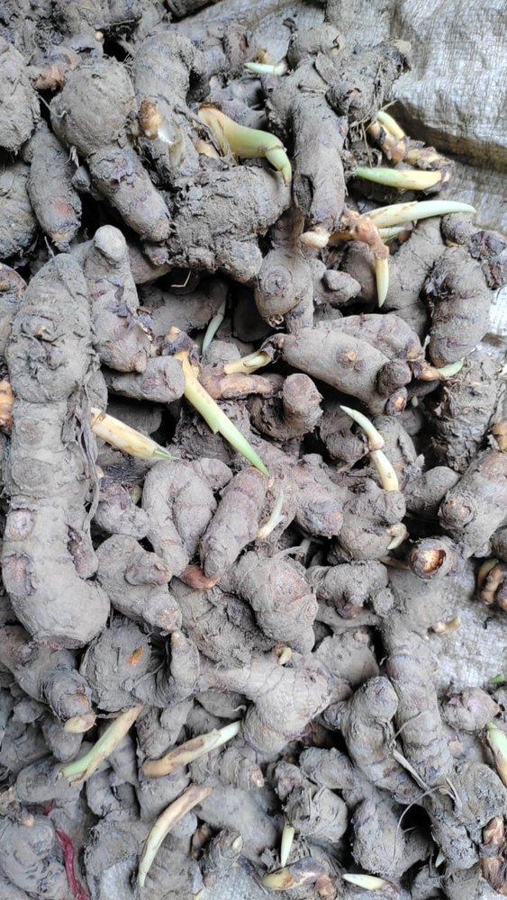 Fresh Yellow Turmeric Seeds