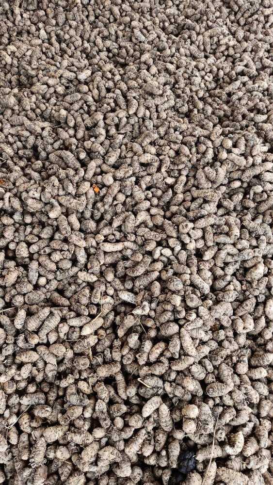 Yellow Salem Turmeric seeds, Packaging Size: 50 Kg