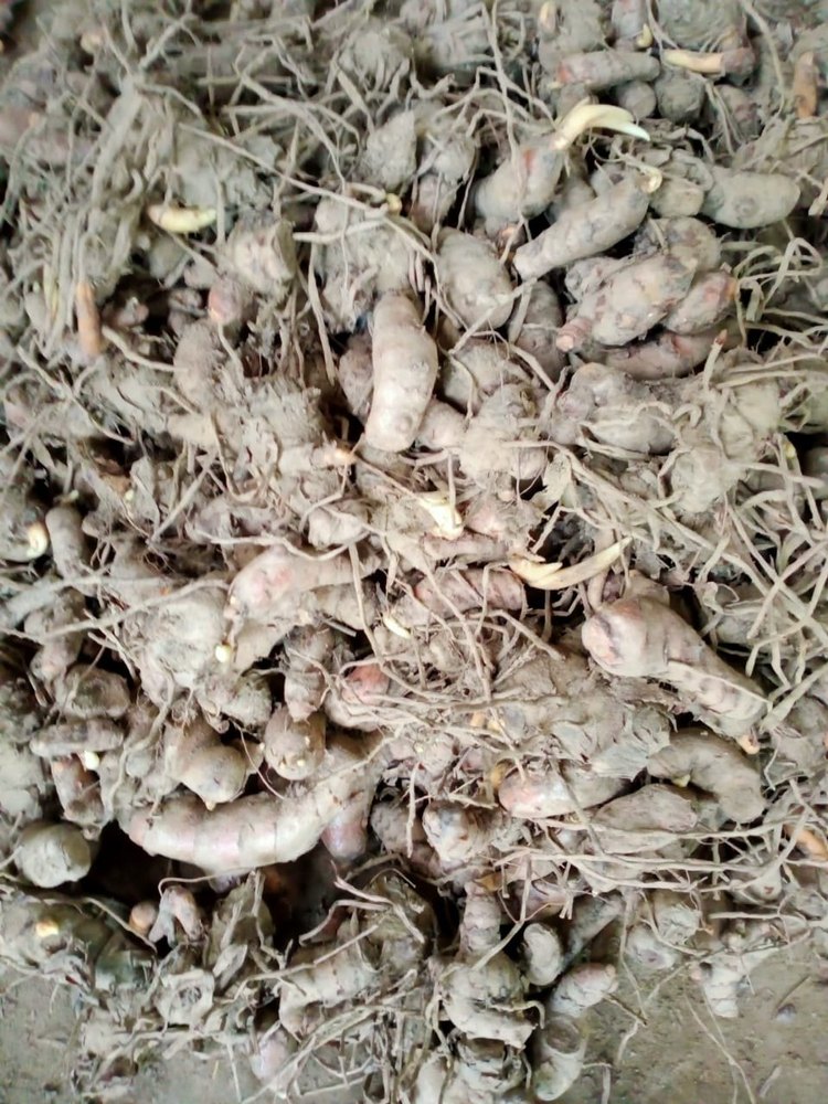 Erode Finger Yellow Turmeric Seed, For Spices