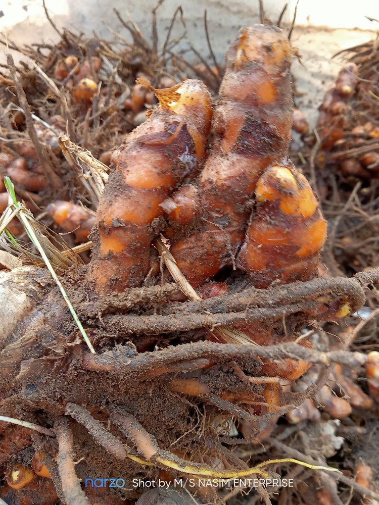 Yellow Lakadong Turmeric Seed, For Spices, Packaging Type: Bag