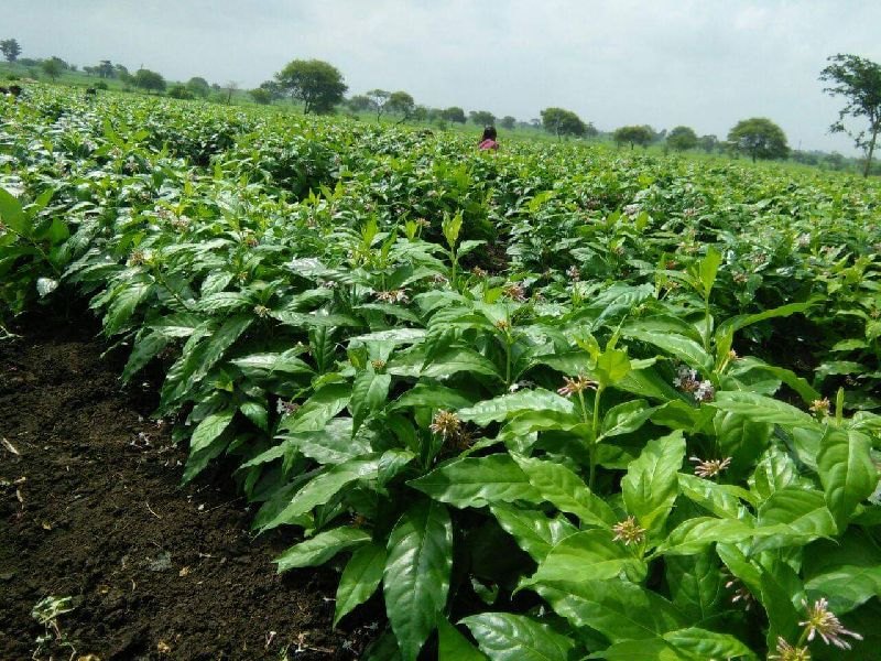 6 Month Ashwgandha Seeds For Ayueved, 1 -5 Acers
