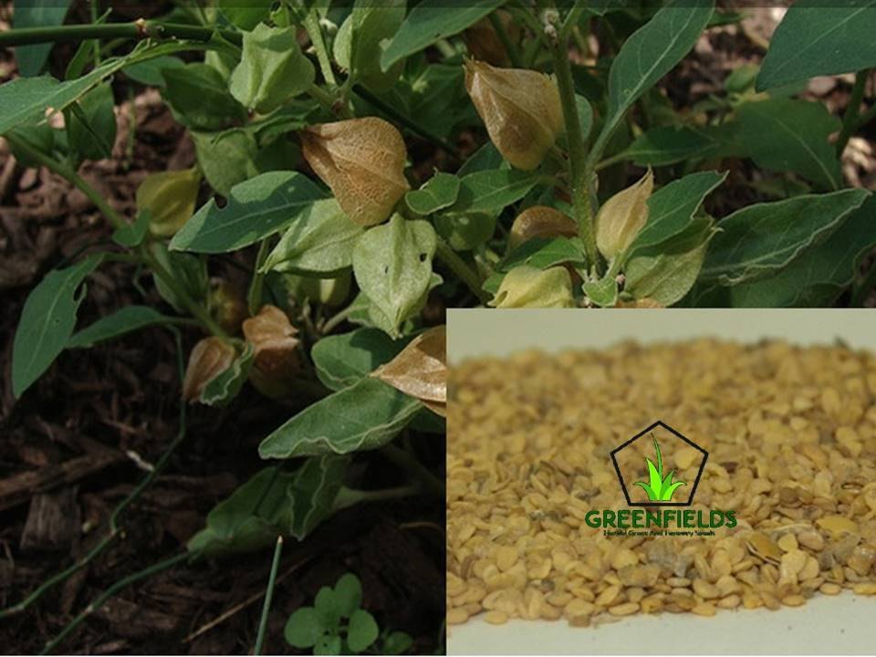 Ashwagandha Medicinal Seed (Withania Somnifera), Trader