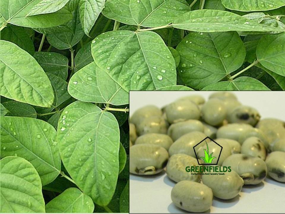 White Kinvach Medicinal Seed ( Mucuna Prurita ), Collection, Prescription