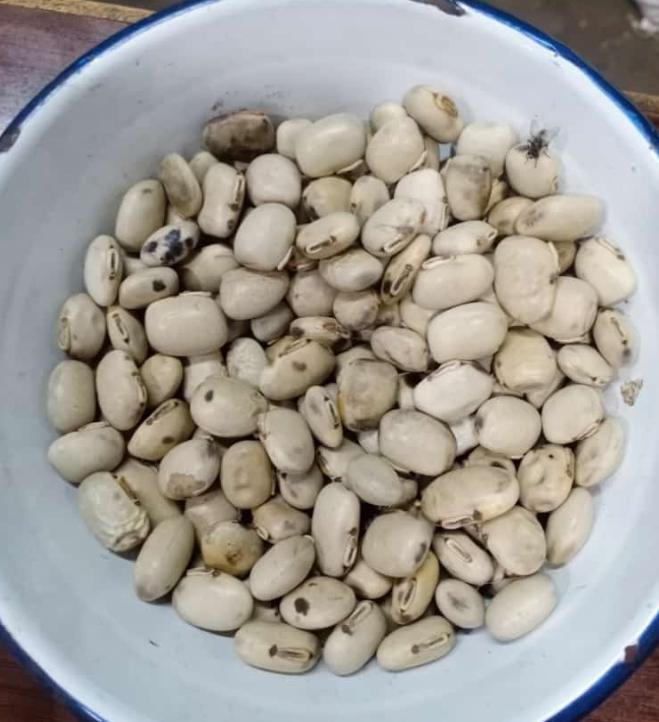 White Kaunch Seed, Packaging Type: Bag, Packaging Size: 50