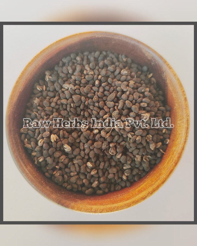 Natural BABCHI SEEDS - PSORALEA SEEDS, Packaging Type: Plastic Bag