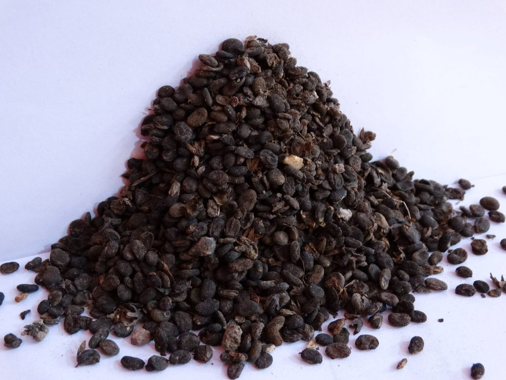 Granules Natural Babchi Psoralea Corylifolia Seeds, Packaging Type: Gunny bags, Grade Standard: Medicine Grade