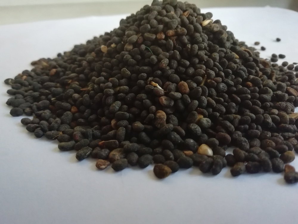 Dry Seeds Natural Babachi Seed, Grade Standard: Medicine Grade, Packaging Size: 1 Kg