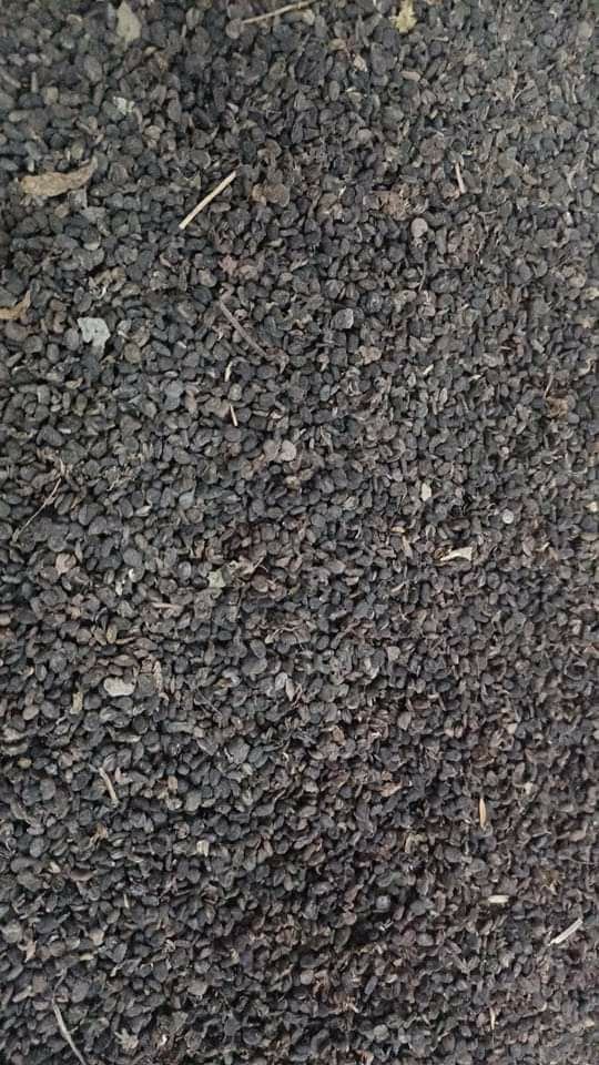 Natural Babchi Psoralea Corylifolia Seeds, For Herbal, Packaging Size: 50 Kg
