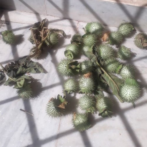 Green Natural Dhatura Seed