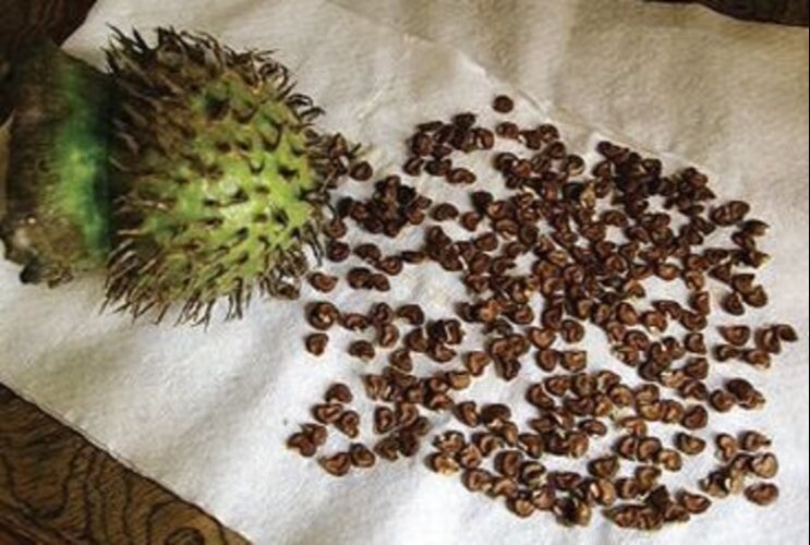 Umaththai Vithai / Datura Dried Seeds (raw), Datura Innoxia, Safed Dhatura, Unmatta