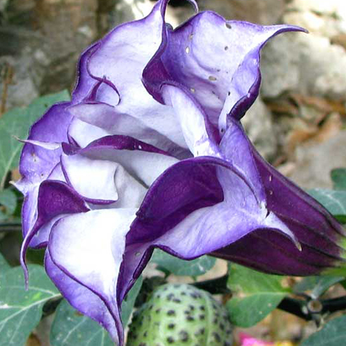 Double Purple Datura Seed