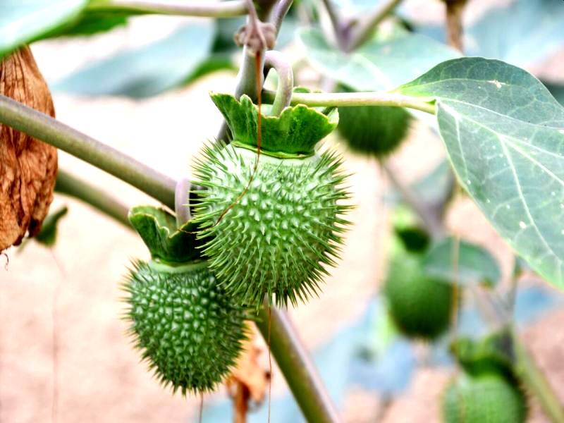 Seeds 100% Natural Dhatura Oil, Packaging Type: HDPE Drum, Packaging Size: 25 Kgs