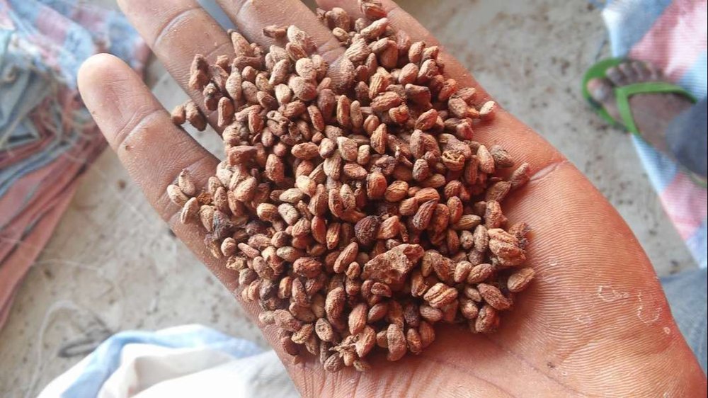 Iboga seeds herbal