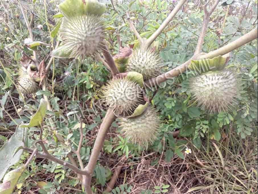 Pure Dry Raw 100% UMATHTHAI VITHAI (RAW) / DRIED DATURA SEEDS, Packaging Type: Bag