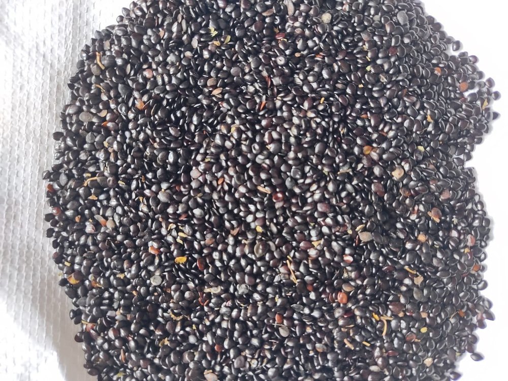 Seeds Dried Black Cassia Absus Seed, For Medicine, Packaging Type: Loose