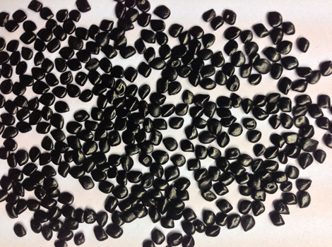 Cassia Absus