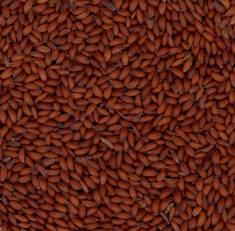 Asaliya Seeds, Packaging Type: Multi Layer Paper Bag, Packaging Size: 30 Kg