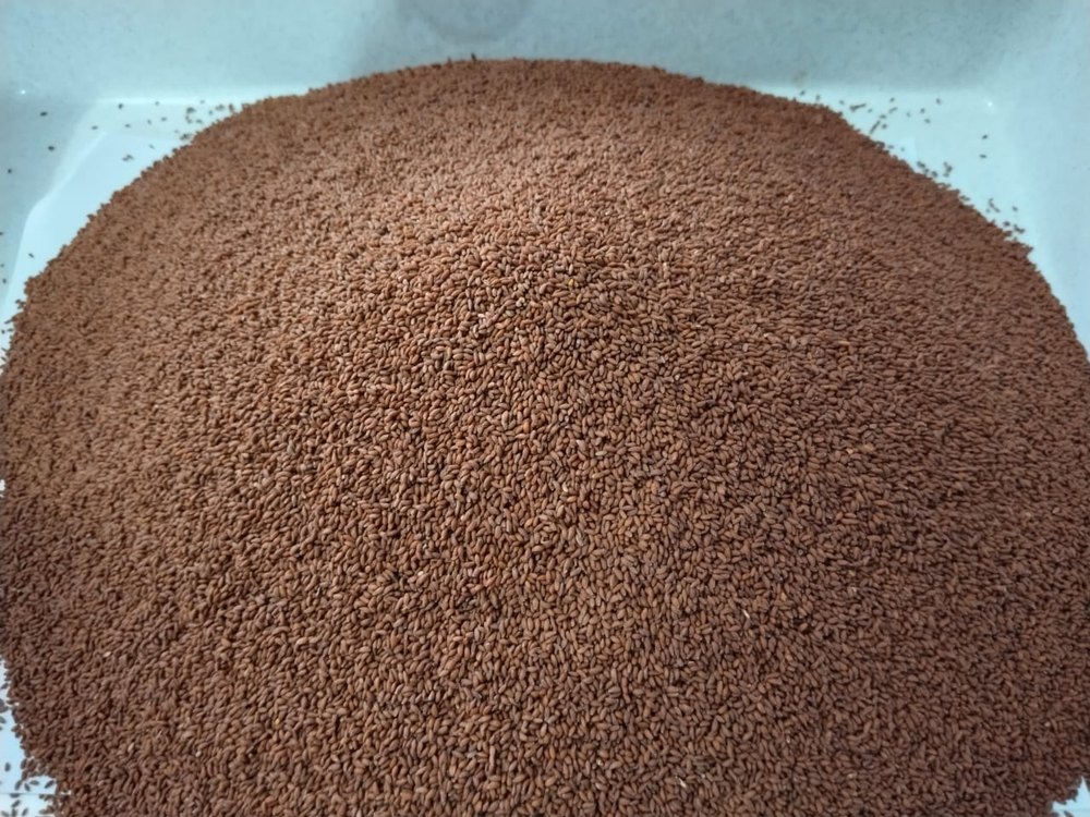 Brown Asaliya Seeds, For Eating, Packaging Type: Loose