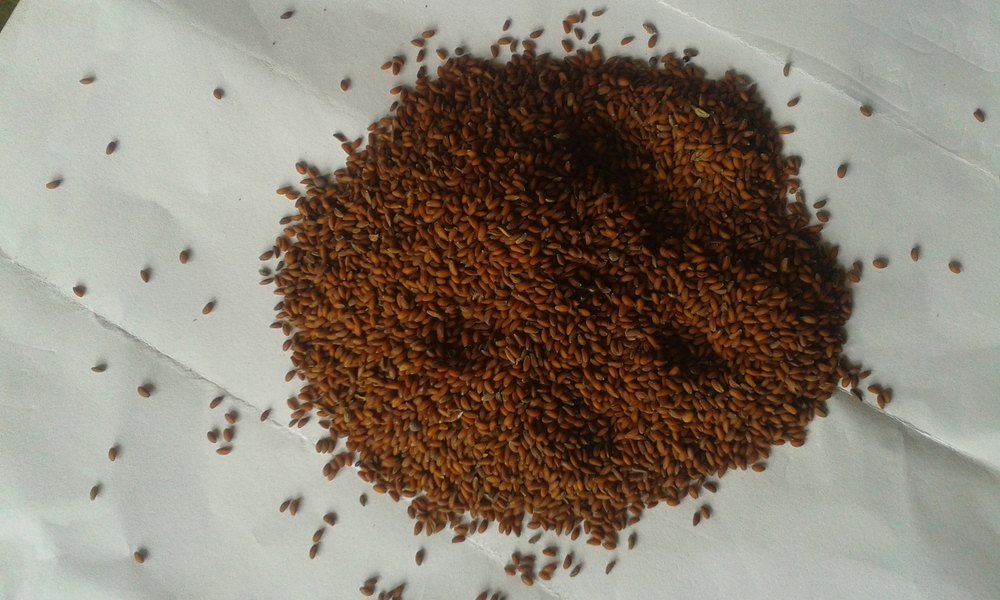 Dried Asaliya Halam Seed, For Herbal Medicine