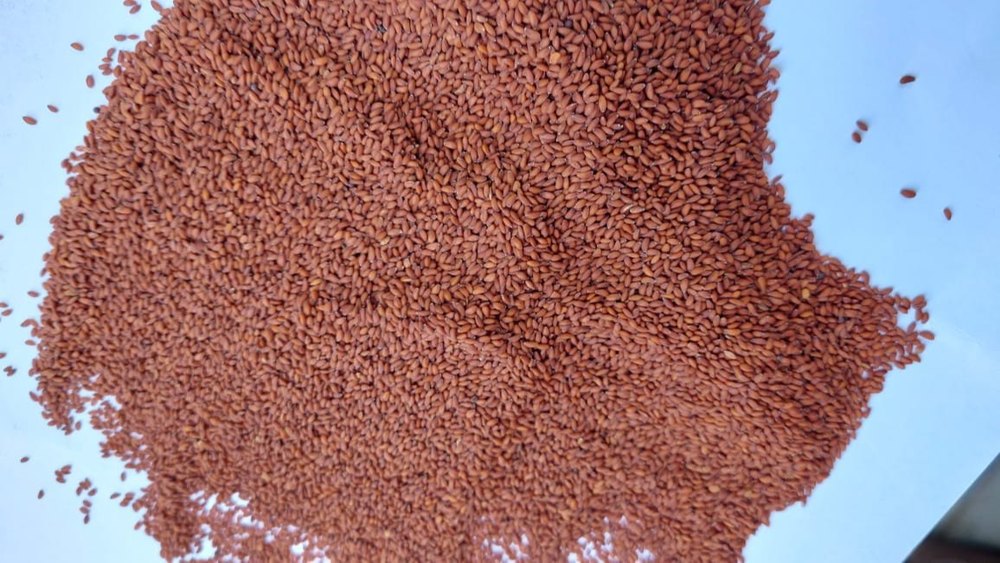 Asaliya Seed, Packaging Type: Bag