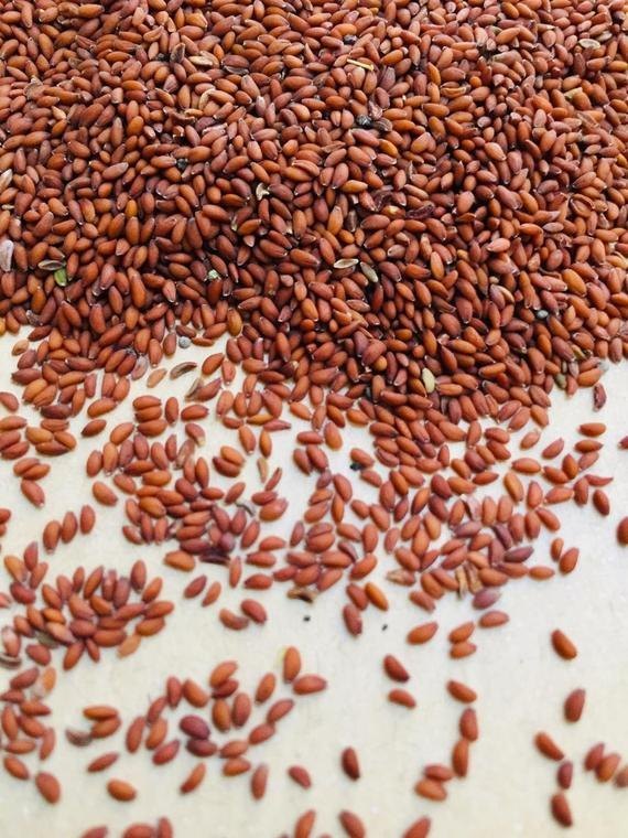 Natural Brown Halim Seeds / Garden Cress Seeds / Asaliya